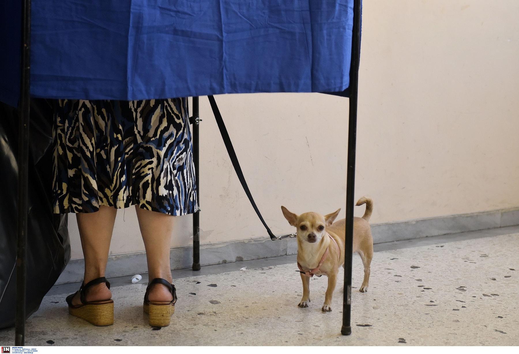 Ψηφοφόρος με σκύλο