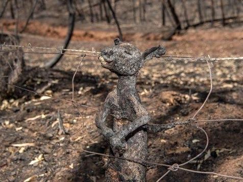 Αυστραλία πυρκαγιά μωρό κανκουρό