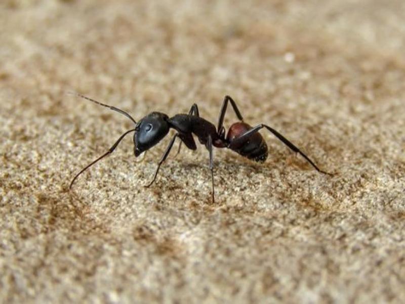 Μυρμήγκια στο σπίτι; 5 φυσικοί τρόποι να τους εξαφανίσετε