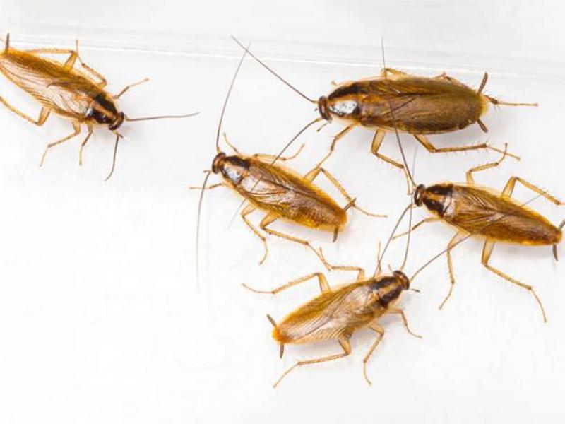 Κατσαρίδες: Πώς θα τις εξαφανίσετε εύκολα και γρήγορα