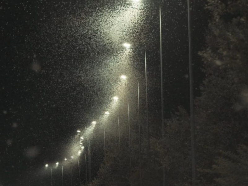 Τρομακτικές εικόνες στη Λάρισα: Εκατομμύρια έντομα «έκλεισαν» τον δρόμο (Pic/Vid)