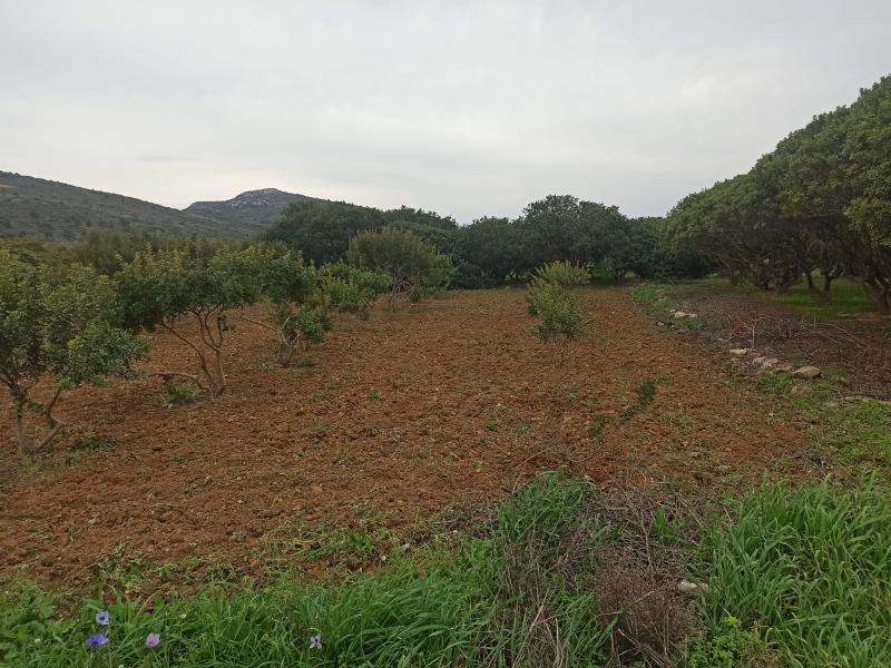 «Θα σου ‘χω και μπύρα». «Θα σου ‘χω κρουασάν»: Oικογενειάρχες εργάτες γης στη Νότια Χίο