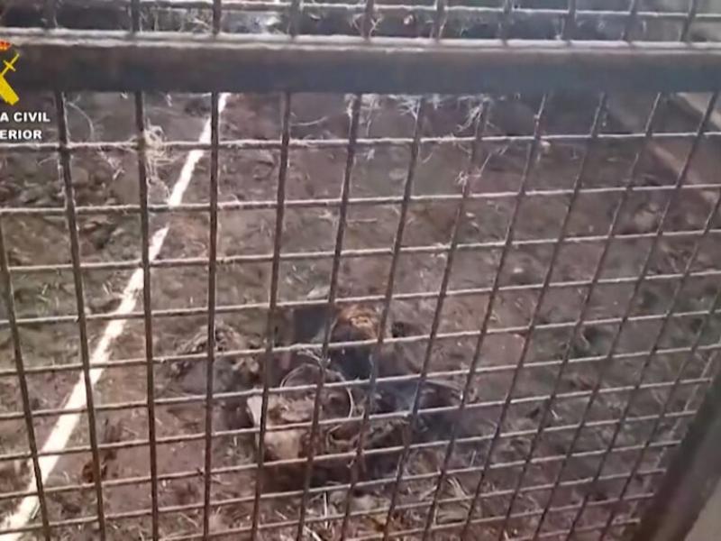 Σοκ στην Ισπανία: 32 σκυλιά βρέθηκαν νεκρά σε αγρόκτημα – Εγκαταλείφθηκαν χωρίς τροφή και νερό για μήνες