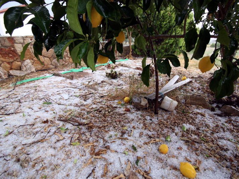 Πρόστιμα για μικροκαλλιεργητές: Τι αλλάζει για λίγες ελιές και μικρά εισοδήματα