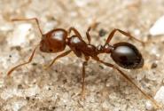 Κόκκινο μυρμήγκι 